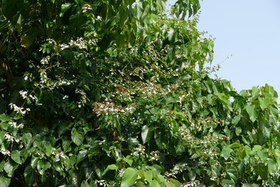 Combretum racemosum, photographed by Jean-Paul Boerekamps