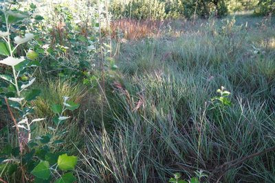 Andropogon appendiculatus, photographed by Matthew Fainman