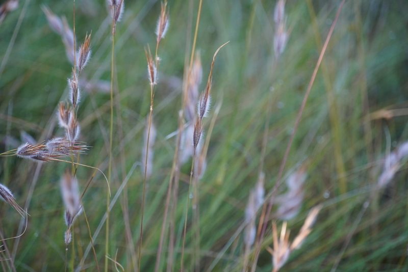 Tristachya leucothrix, photographed by Matthew Fainman
