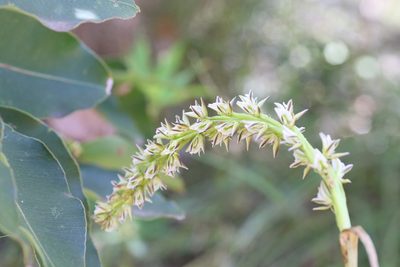 Prasophyllum brownii, photographed by Hugo Innes