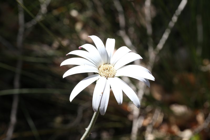 Trichocline spathulata, photographed by Hugo Innes