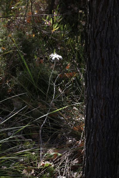 Trichocline spathulata, photographed by Hugo Innes