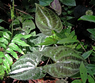 Dioscorea dodecaneura, photographed by Hugo Hulsberg