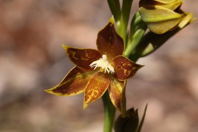 Thelymitra fuscolutea, photographed by Hugo Innes