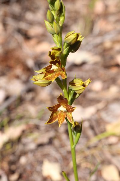 Thelymitra fuscolutea, photographed by Hugo Innes