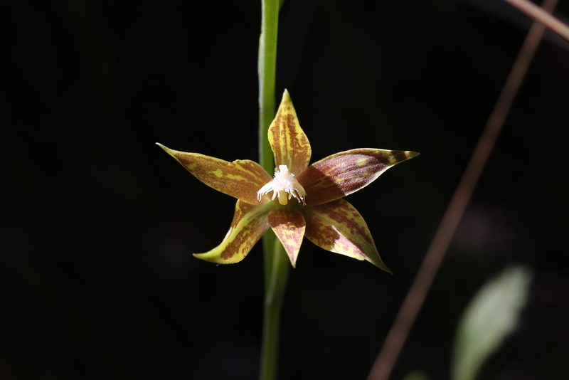 Thelymitra fuscolutea, photographed by Hugo Innes