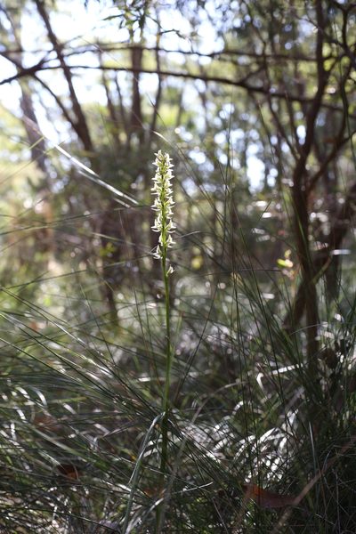 Prasophyllum brownii, photographed by Hugo Innes