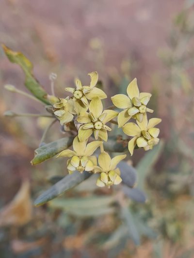 Gomphocarpus sinaicus, photographed by Jacek Pietruszewski