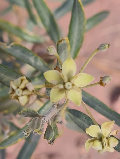 Gomphocarpus sinaicus, photographed by Jacek Pietruszewski