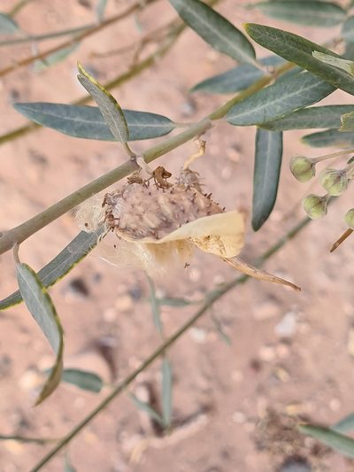 Gomphocarpus sinaicus, photographed by Jacek Pietruszewski