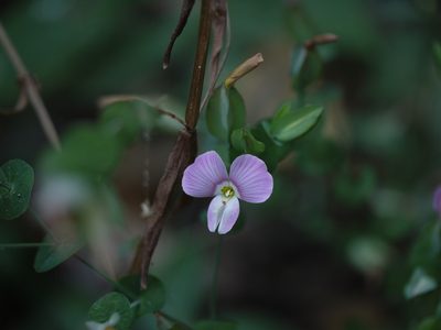 Canscora perfoliata, photographed by Dinesh Valke