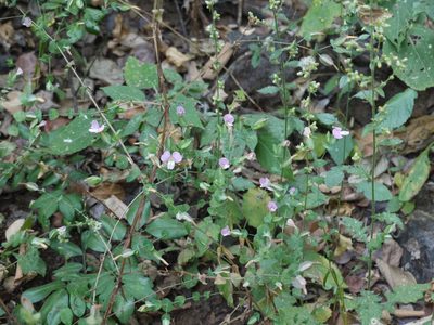 Canscora perfoliata, photographed by Dinesh Valke
