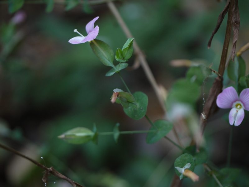 Canscora perfoliata, photographed by Dinesh Valke