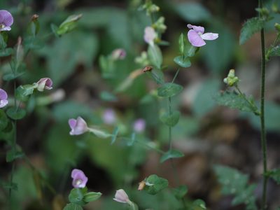 Canscora perfoliata, photographed by Dinesh Valke