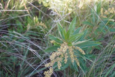 Searsia discolor, photographed by Matthew Fainman