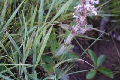 Ajuga ophrydis, photographed by Matthew Fainman