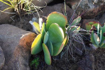 Kalanchoe thyrsiflora, photographed by Matthew Fainman
