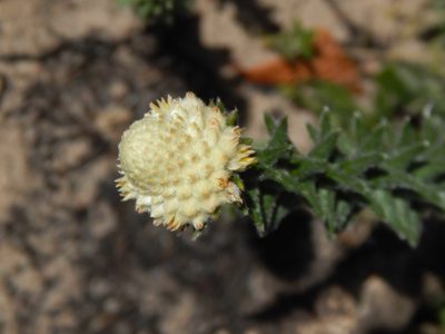 Phylica harveyi, photographed by melda