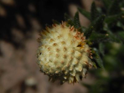 Phylica harveyi, photographed by melda