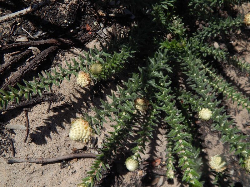 Phylica harveyi, photographed by melda