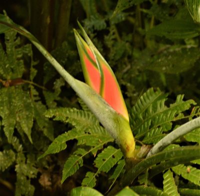 Heliconia wagneriana, photographed by Andrea Gantzer