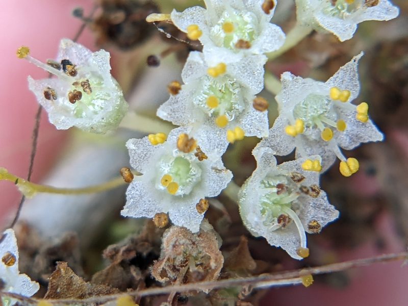 Cuscuta indecora, photographed by Eric Knight