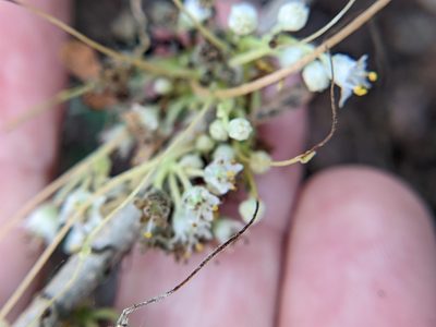 Cuscuta indecora, photographed by Eric Knight