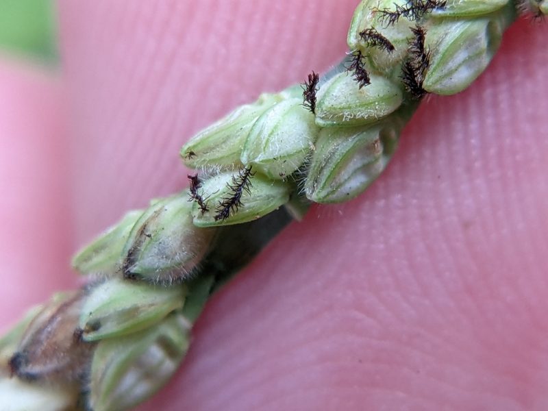 Paspalum pubiflorum, photographed by Eric Knight