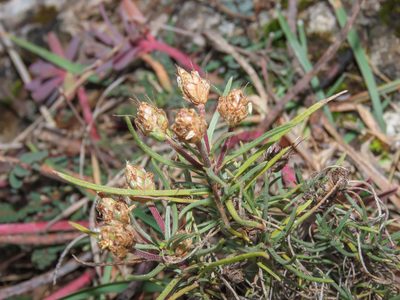 Plantago sempervirens, photographed by Emanuele Santarelli