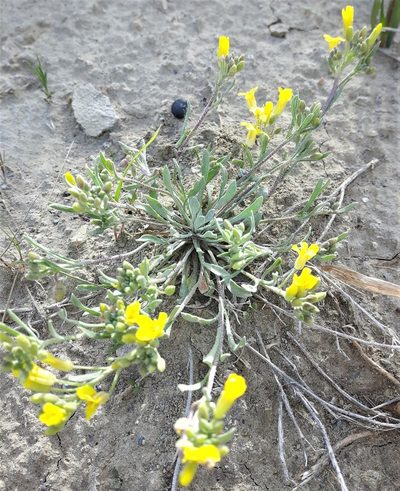 Physaria arenosa, photographed by Peter L Achuff