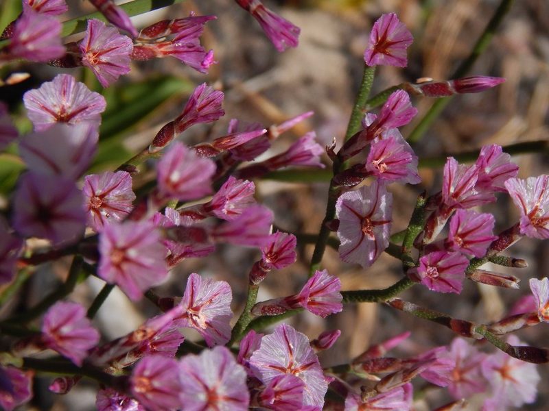 Limonium purpuratum, photographed by melda