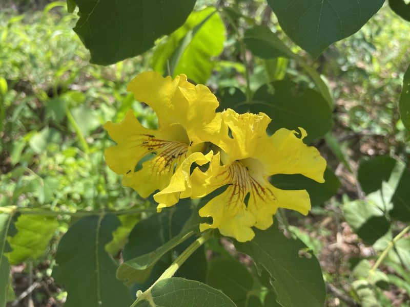 Markhamia obtusifolia, photographed by Robert Taylor