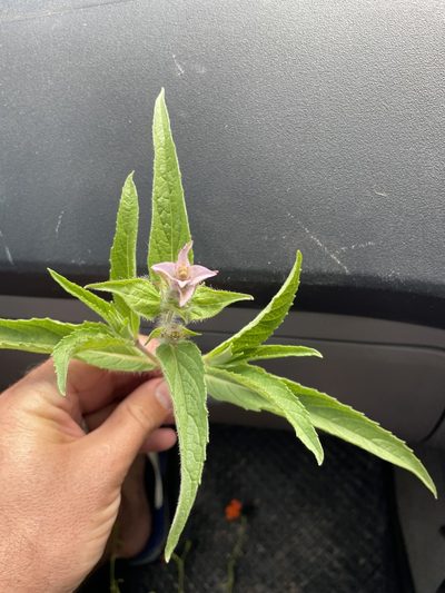Syncolostemon bracteosus, photographed by Robert Taylor