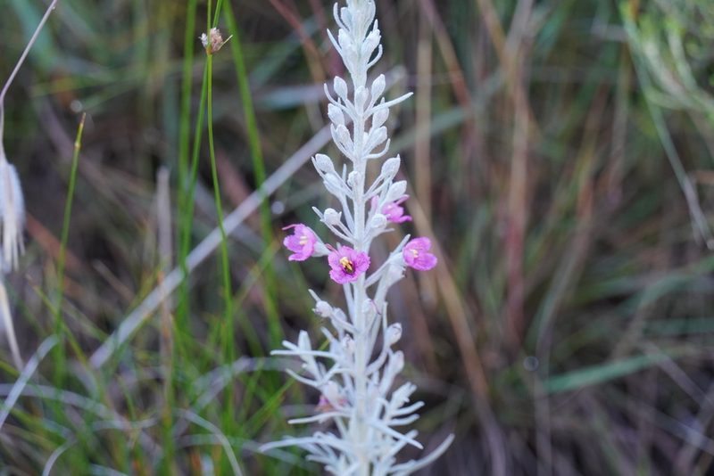 Sopubia cana, photographed by Matthew Fainman