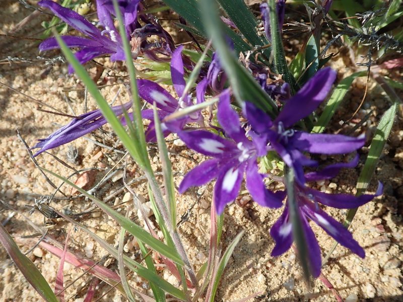 Babiana attenuata, photographed by Peter Warren