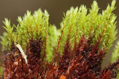 Ptychostomum pseudotriquetrum, photographed by Quinten Wiegersma