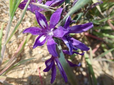 Babiana attenuata, photographed by Peter Warren