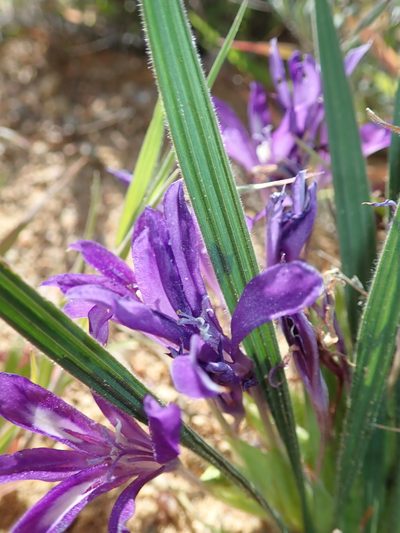 Babiana attenuata, photographed by Peter Warren
