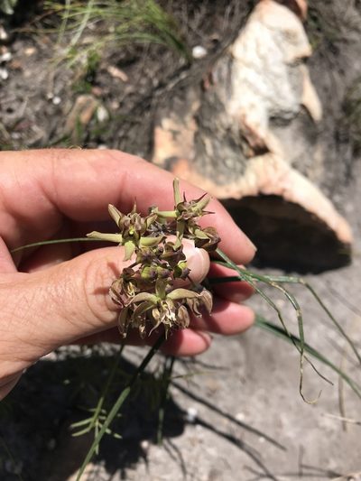 Asclepias expansa, photographed by rosshawkins
