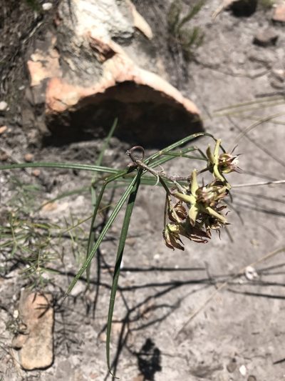 Asclepias expansa, photographed by rosshawkins