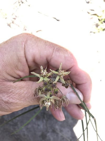 Asclepias expansa, photographed by rosshawkins
