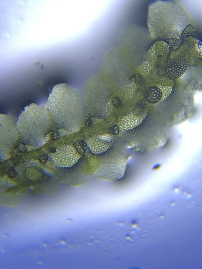 Lejeunea flava, photographed by John Kees