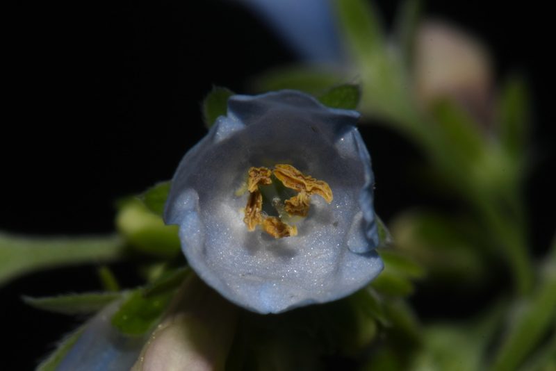 Mertensia franciscana, photographed by Brian Finzel