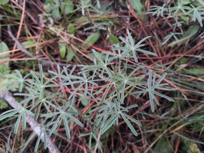 Lupinus angustifolius, photographed by Noa
