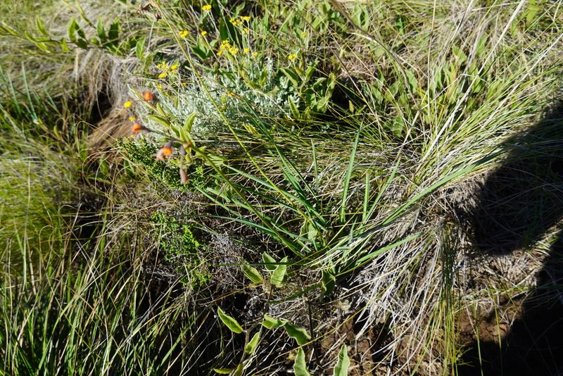 Tulbaghia leucantha, photographed by Matthew Fainman
