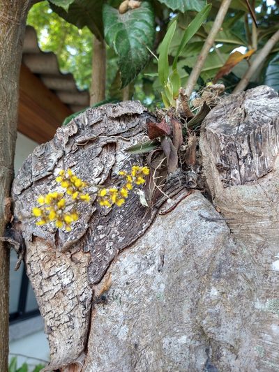 Trichocentrum pumilum, photographed by Bruno Henrique Aranda