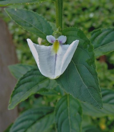 Pombalia communis, photographed by Hugo Hulsberg