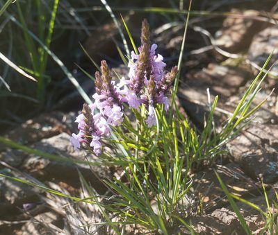 Striga bilabiata, photographed by Matthew Fainman