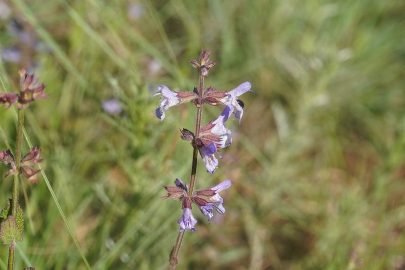 Salvia repens, photographed by Matthew Fainman