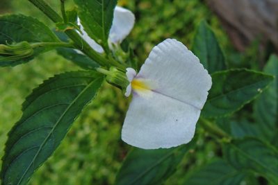 Pombalia communis, photographed by Hugo Hulsberg